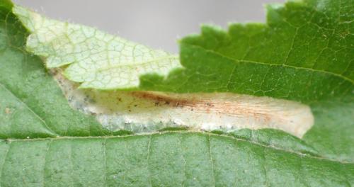 Réf. 262 277 : Phyllonorycter coryli